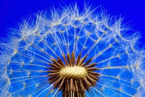 nature, beautiful flowers, dandelion, macro, close up, flower wallpaper, flower, flower background, plant, seeds, pointed flower, spring, blossom, bloom, blue